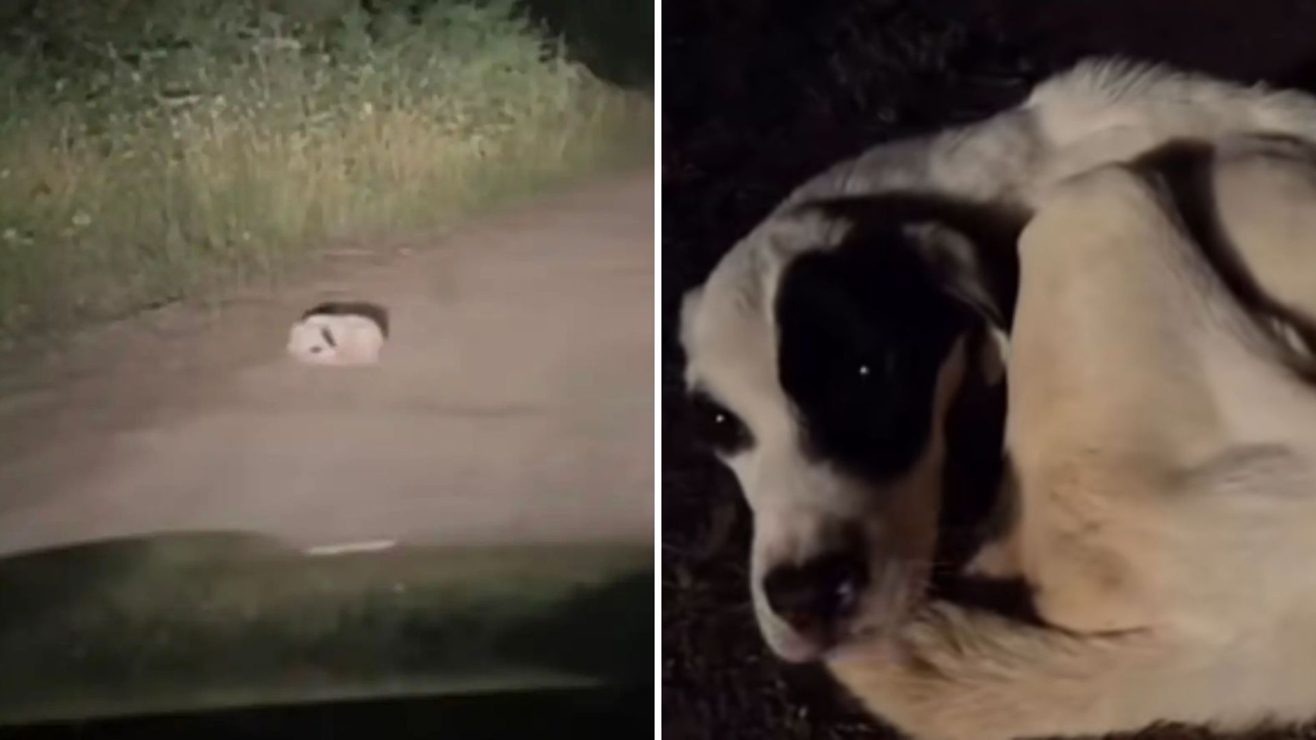 Oregon Man Driving Down A Quiet Road Slams Brakes As A Lump On The Road Starts Moving