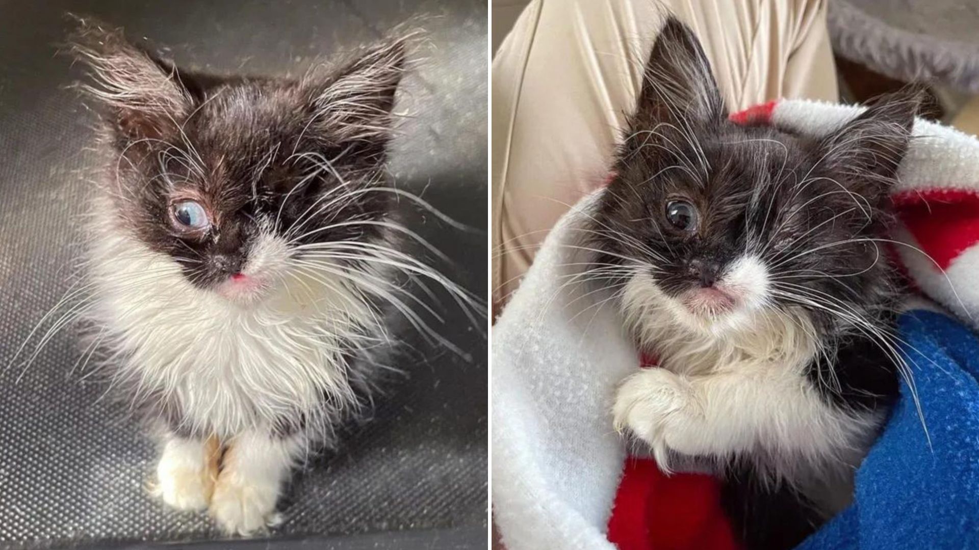 kitten with a wink