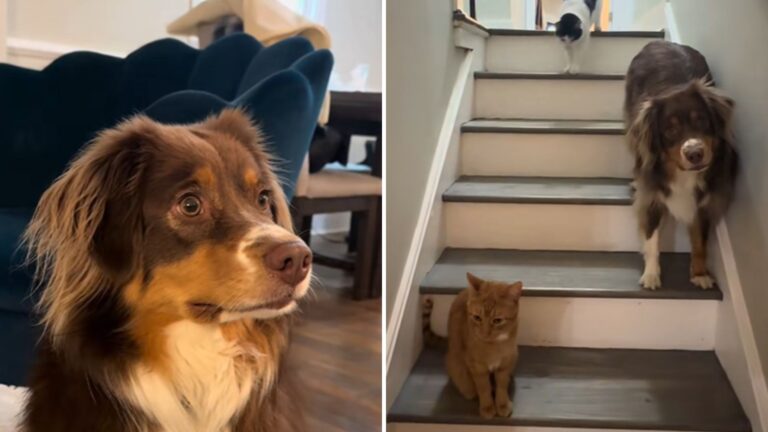 pup scared from ginger cat