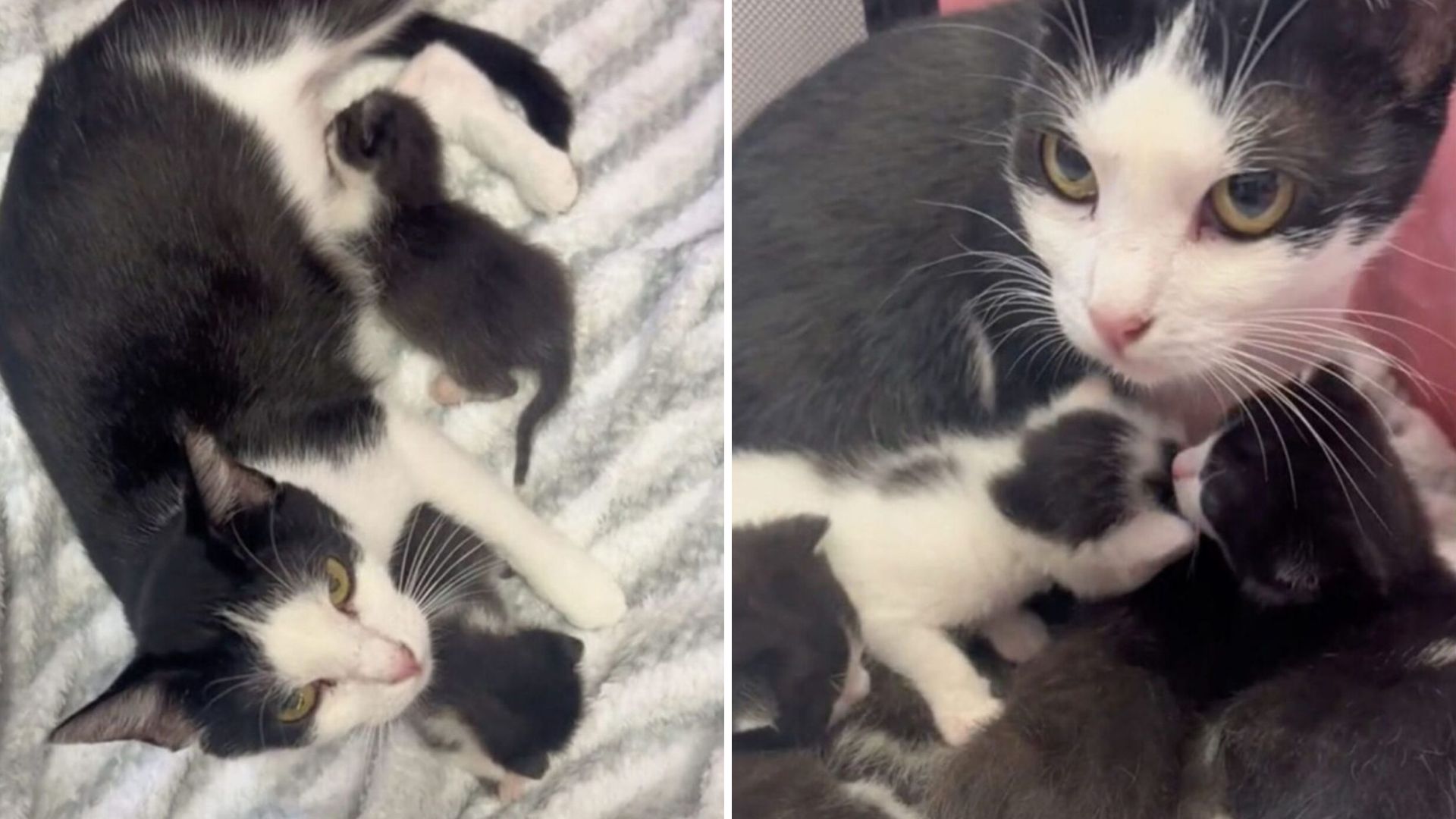 Orphaned Kittens In California Find Love When A Gentle Mama Cat Takes Them In As Her Own