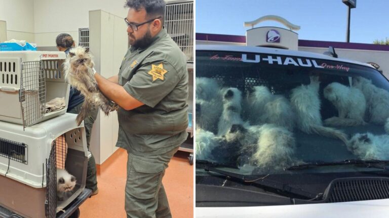 Over 130 Cats Rescued From Hot Van In California Taco Bell Parking Lot