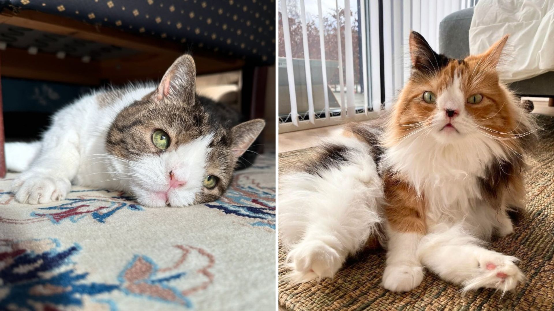 special needs cats