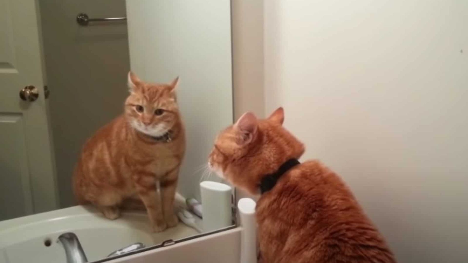 cat looking at the mirror