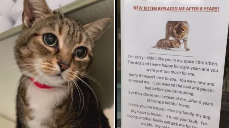 abandoned cat