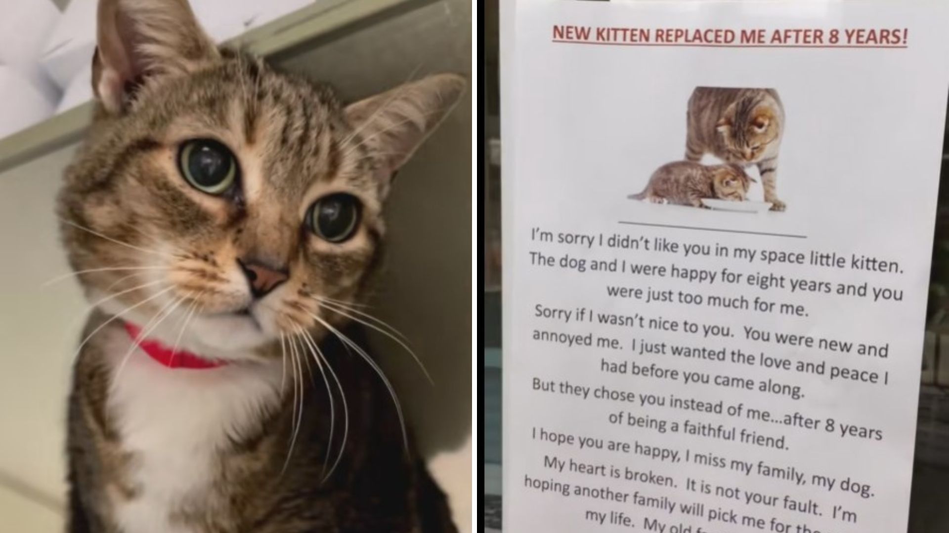 abandoned cat