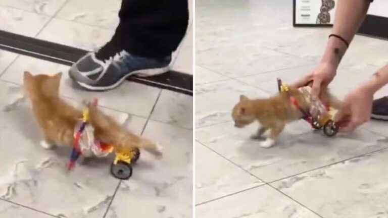 Paralyzed Kitten In New York Can’t Stop Zooming After Getting His Own Wheels
