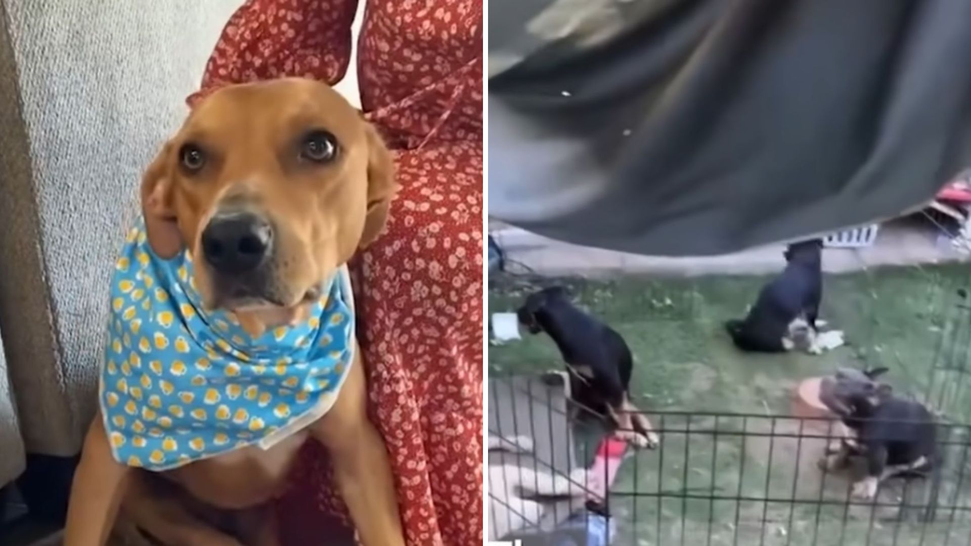 paralyzed pup