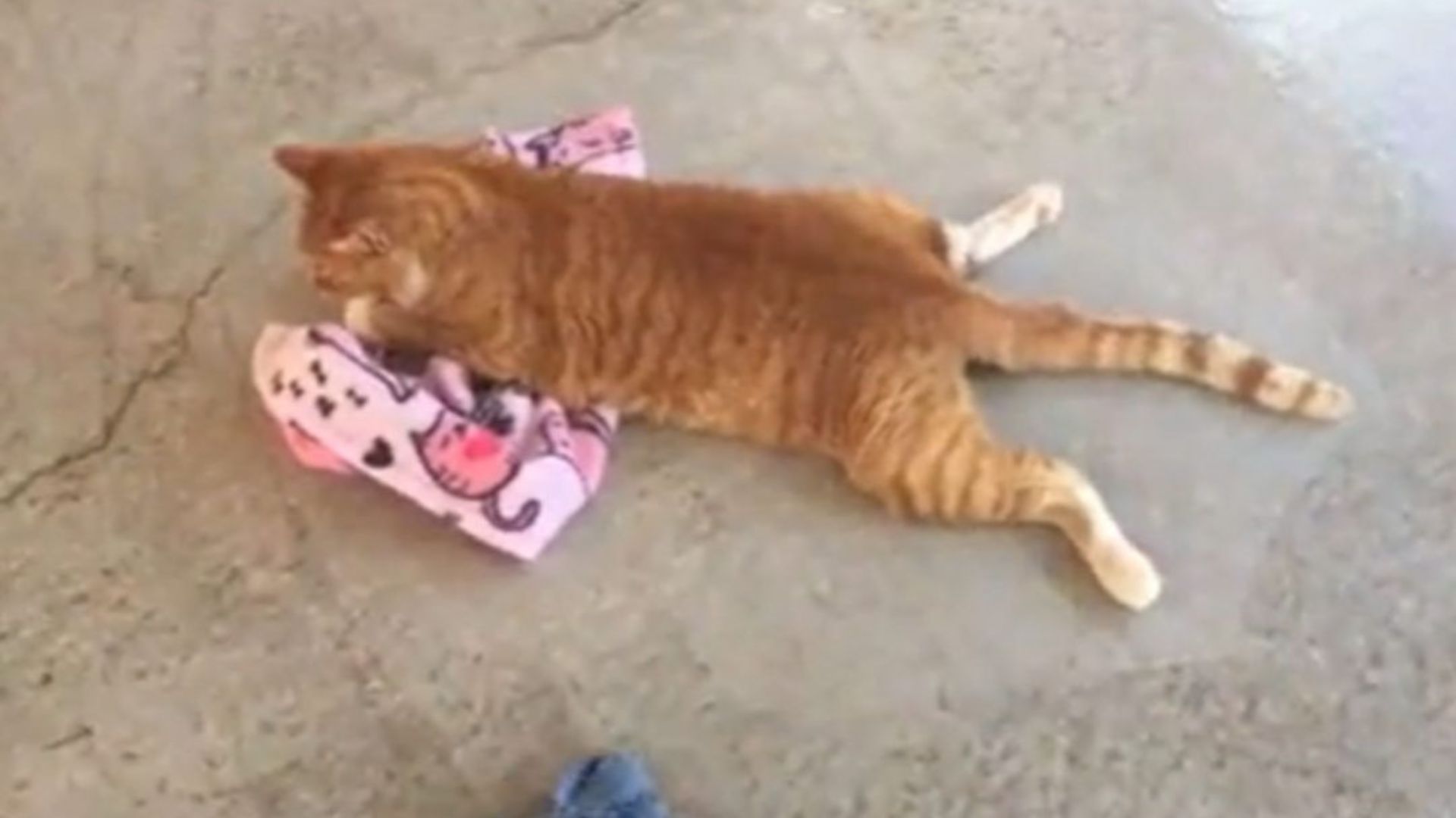 Paralyzed Utah Cat Makes His First Steps After A Car Crush Left Him With A Broken Back