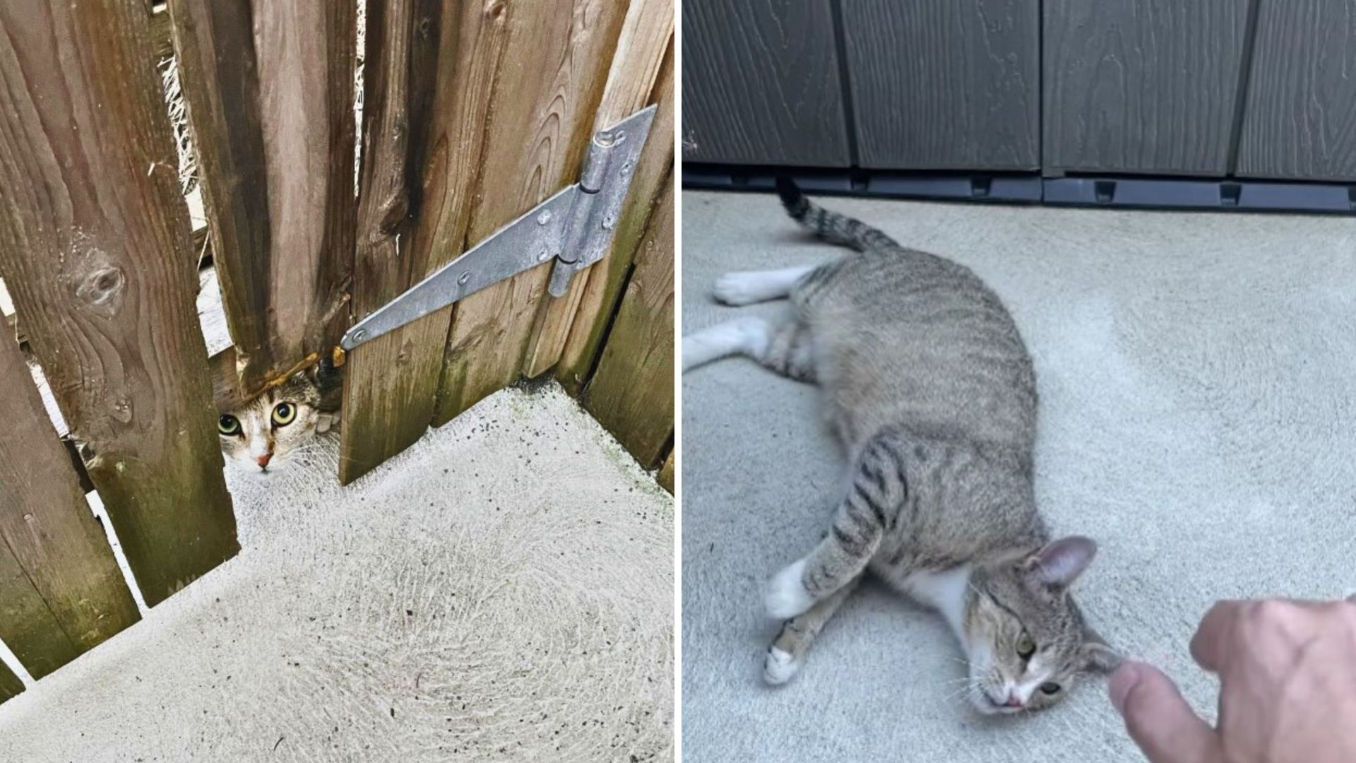 Pennsylvania Man Lures Feral Cat Into His Home And Finds His Life Changed Forever