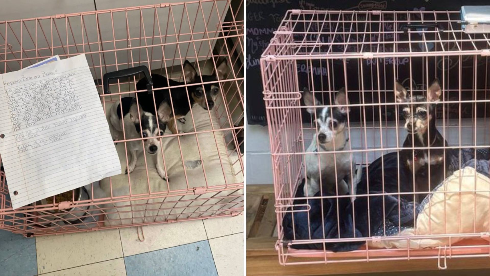 shelter finds puppies