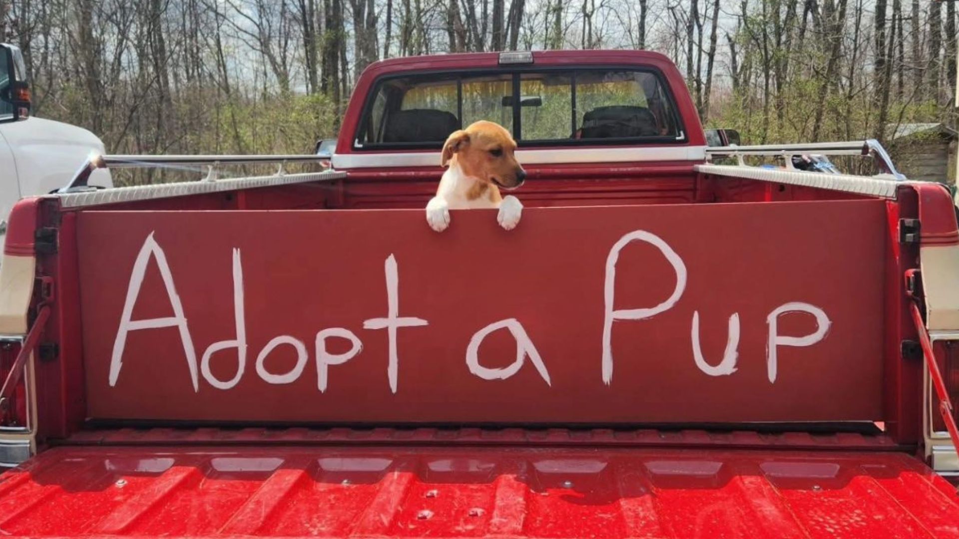 puppy in a truck