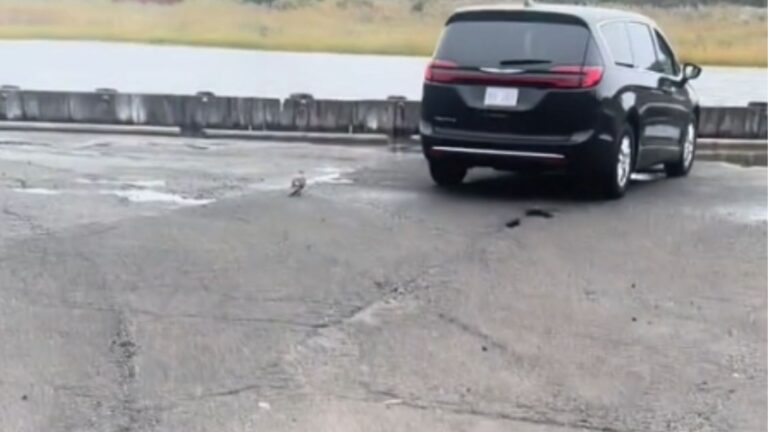seagull struggling