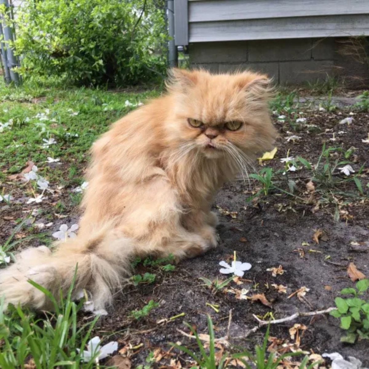 Persian cat with a grumpy face