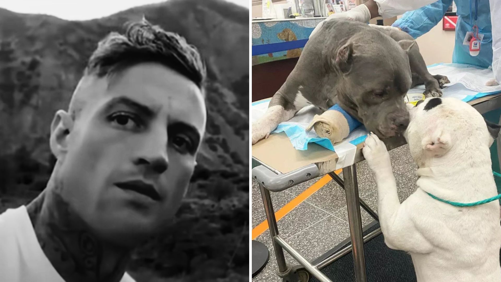 reunited pitbulls