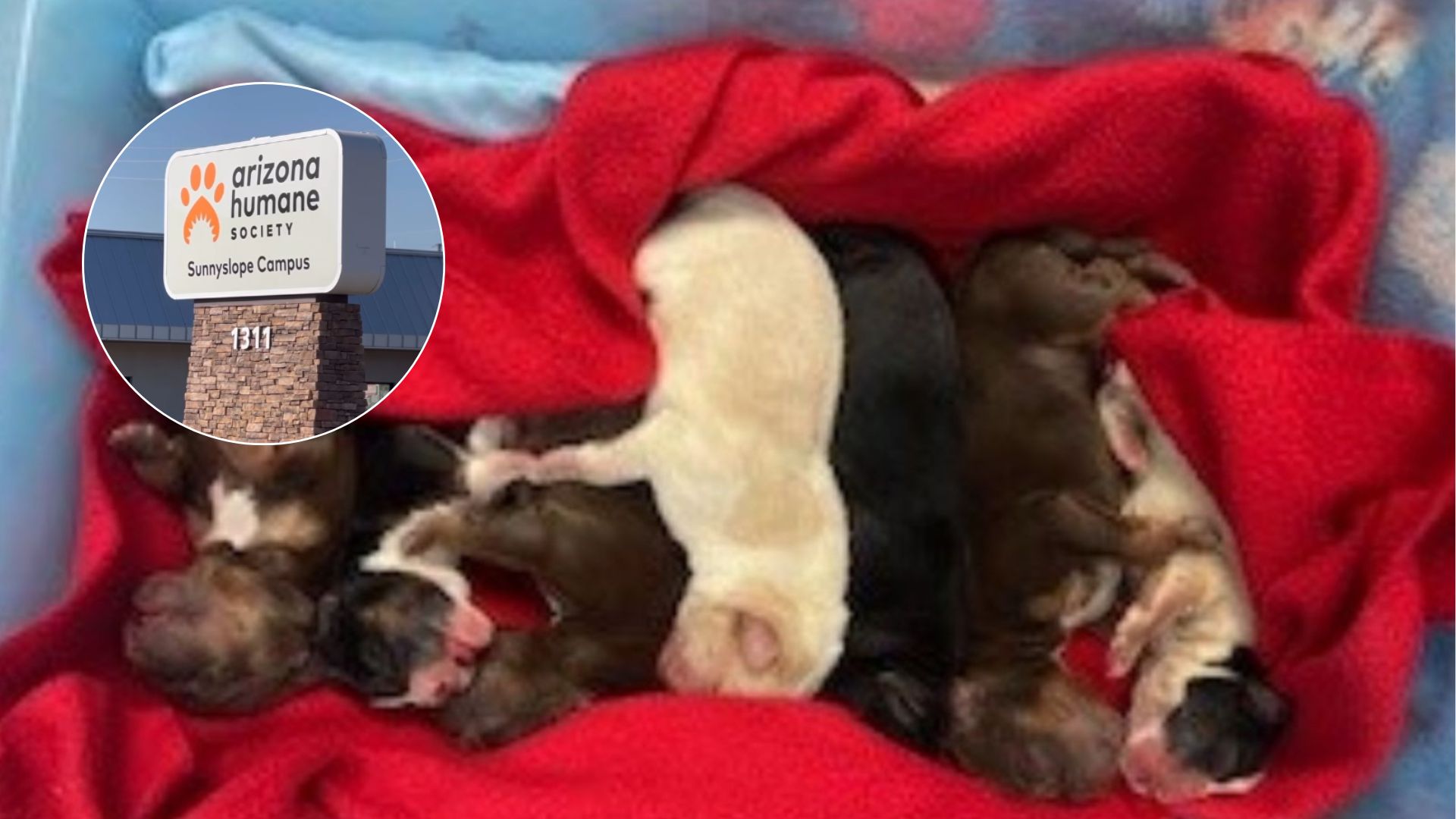 newborn puppies