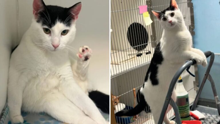 Playful Shelter Cat Steals The Show By Helping With Daily Tasks To Get Some Extra Attention