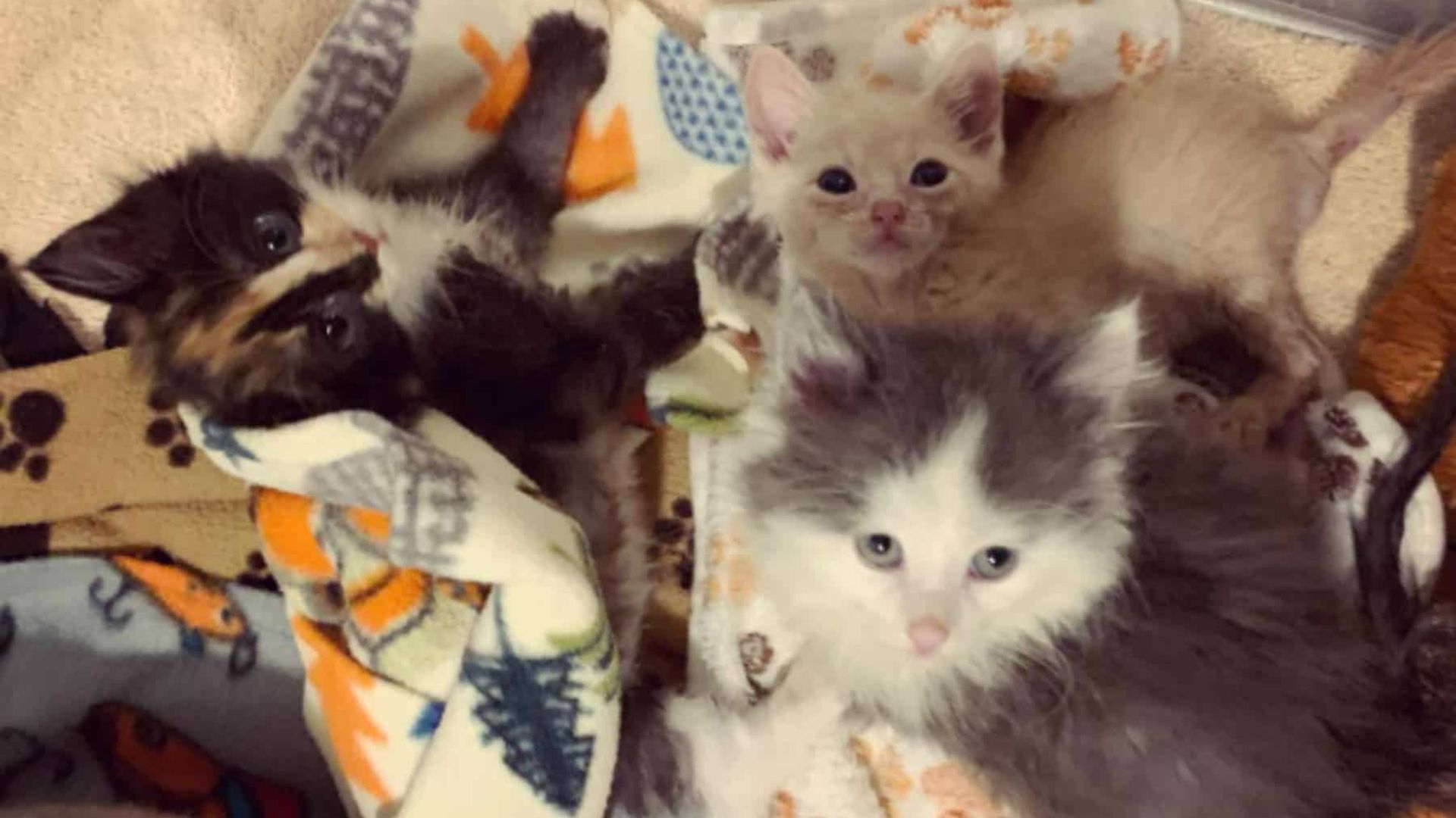 Kittens With A Highly Contagious Disease