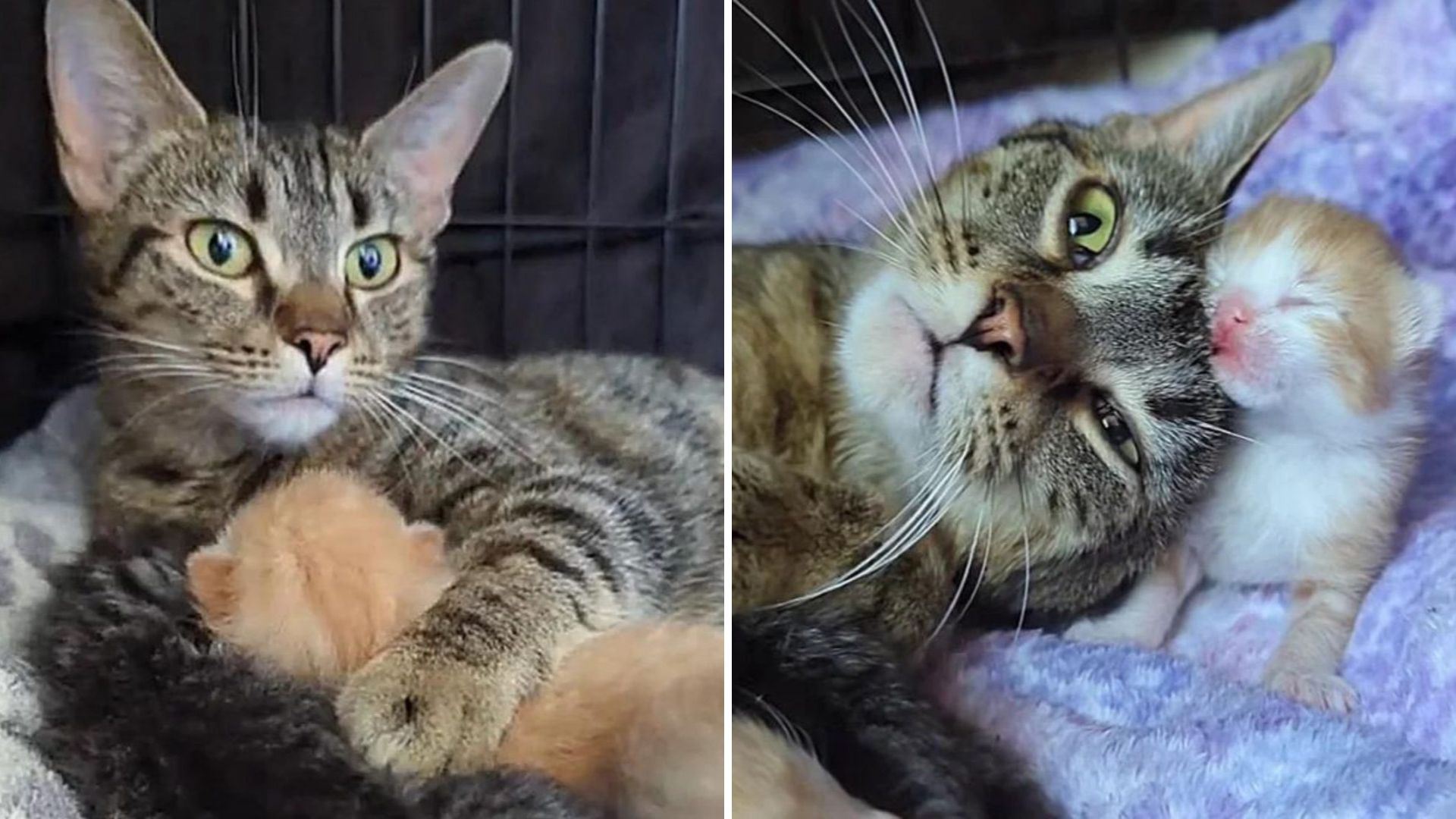 Pregnant Cat Abandoned On Ohio Streets Seeks Help From Nearby Mechanics