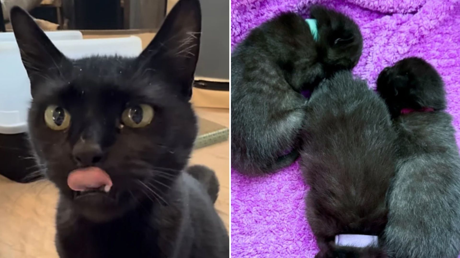 pregnant cat