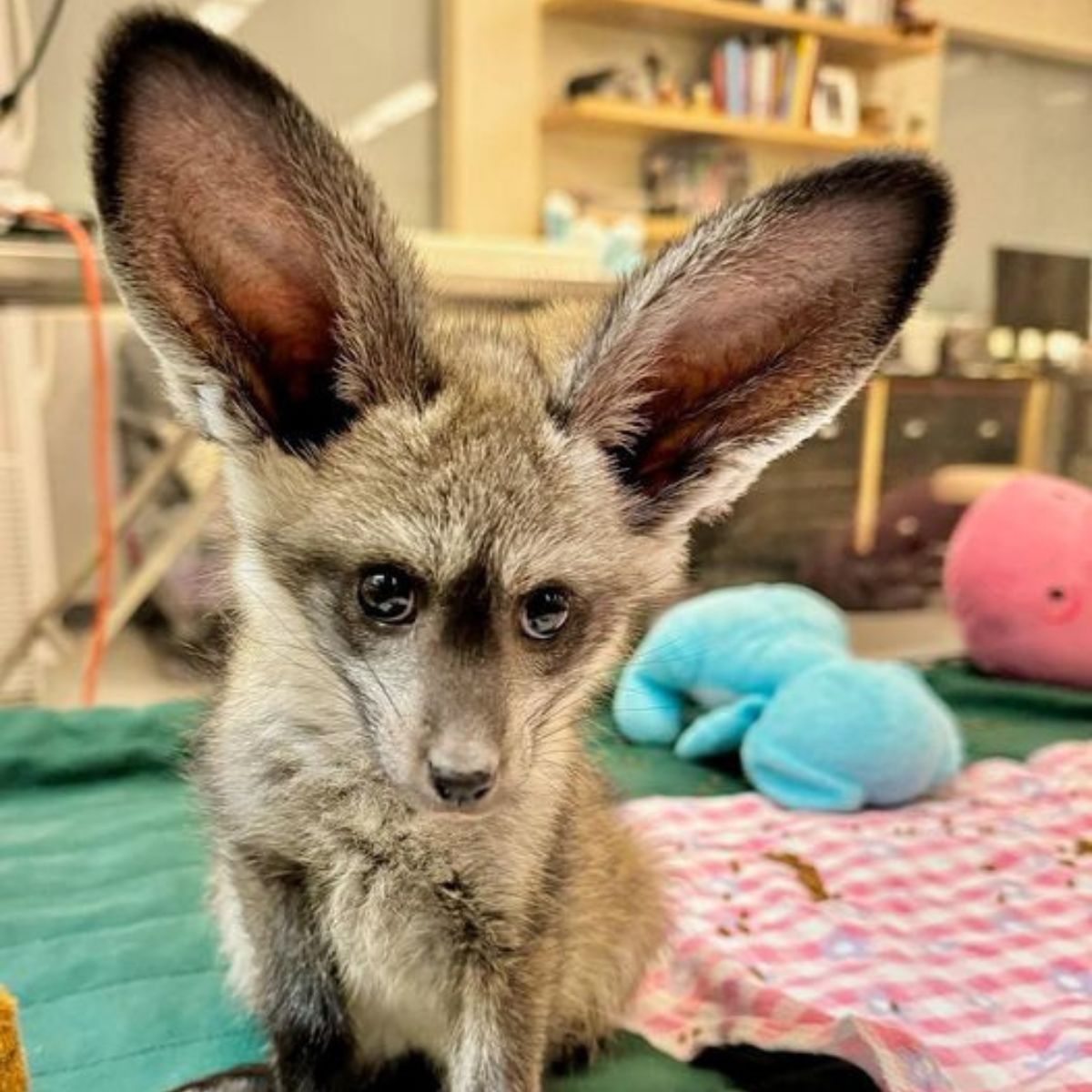 Puppy With Giant Ears