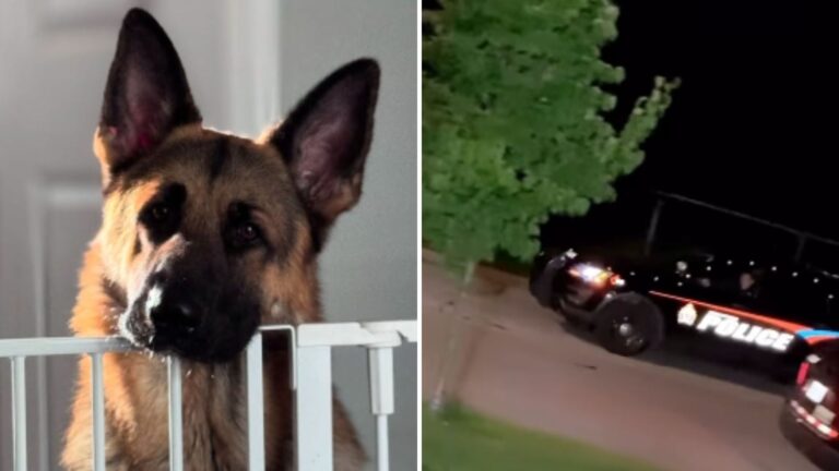 puppy warns his family about danger