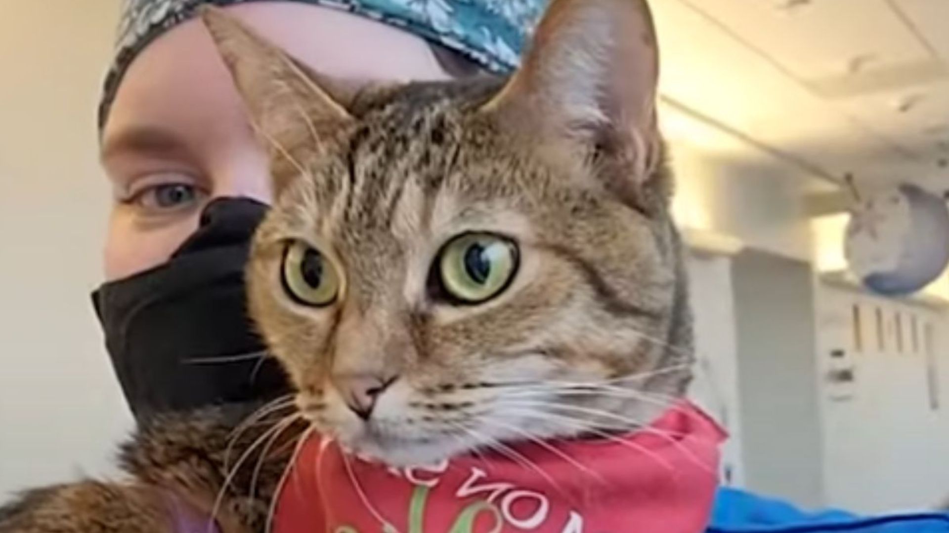 rescue senior cat