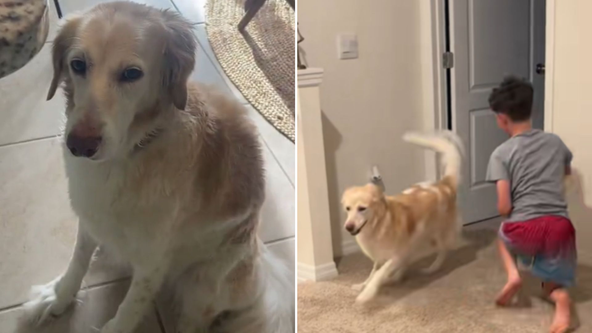 rescue dog
