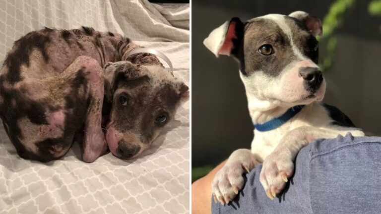 neglected dog