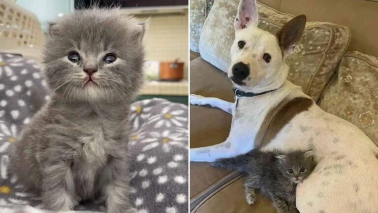 rescued kitten