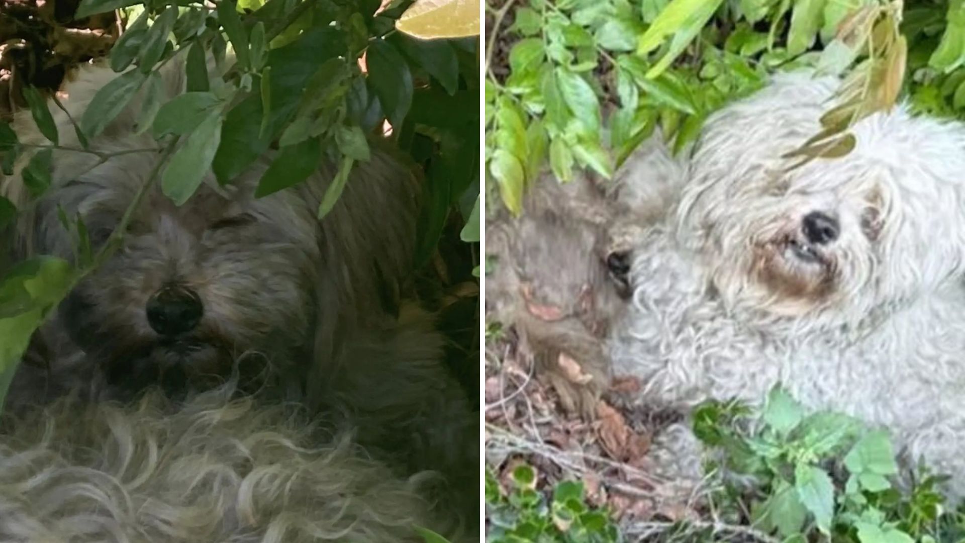 Rescued Matted LA Puppies Take First Steps Toward New Lives