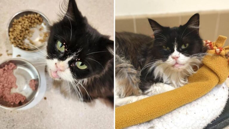 rescued sick cat