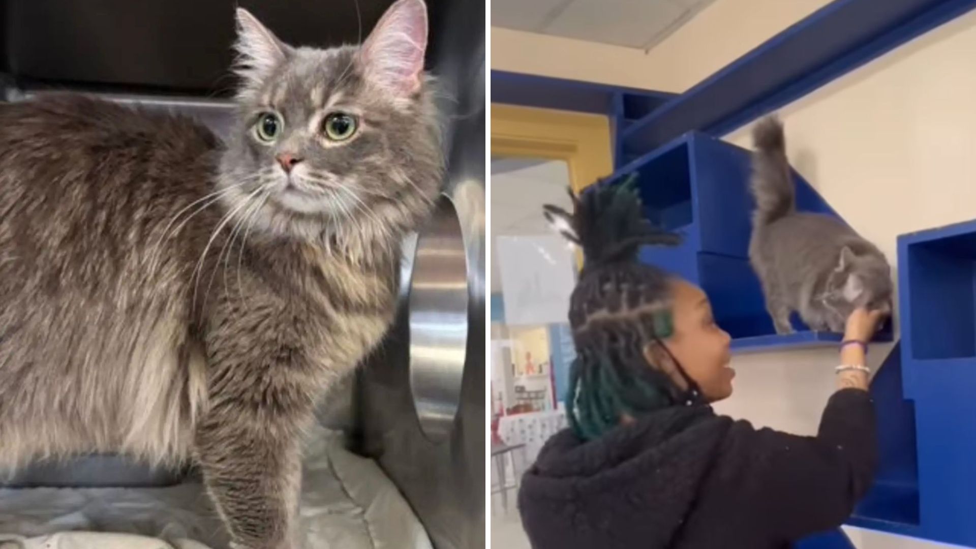sad shelter cat