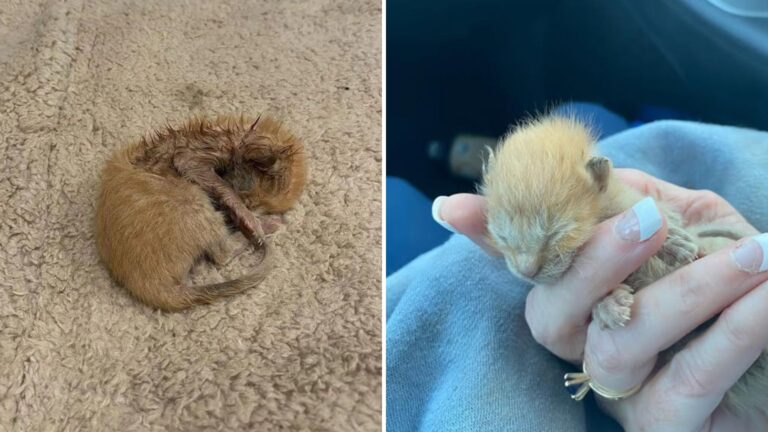 tiny crying kitten