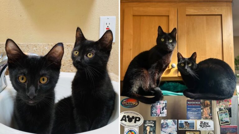 two black cats