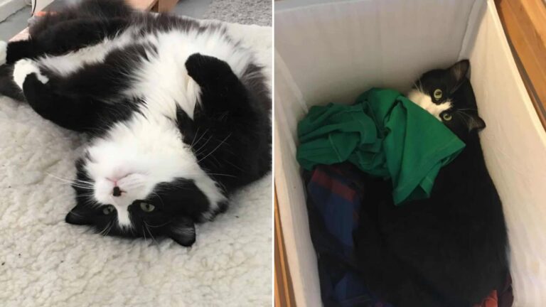 cat finds home