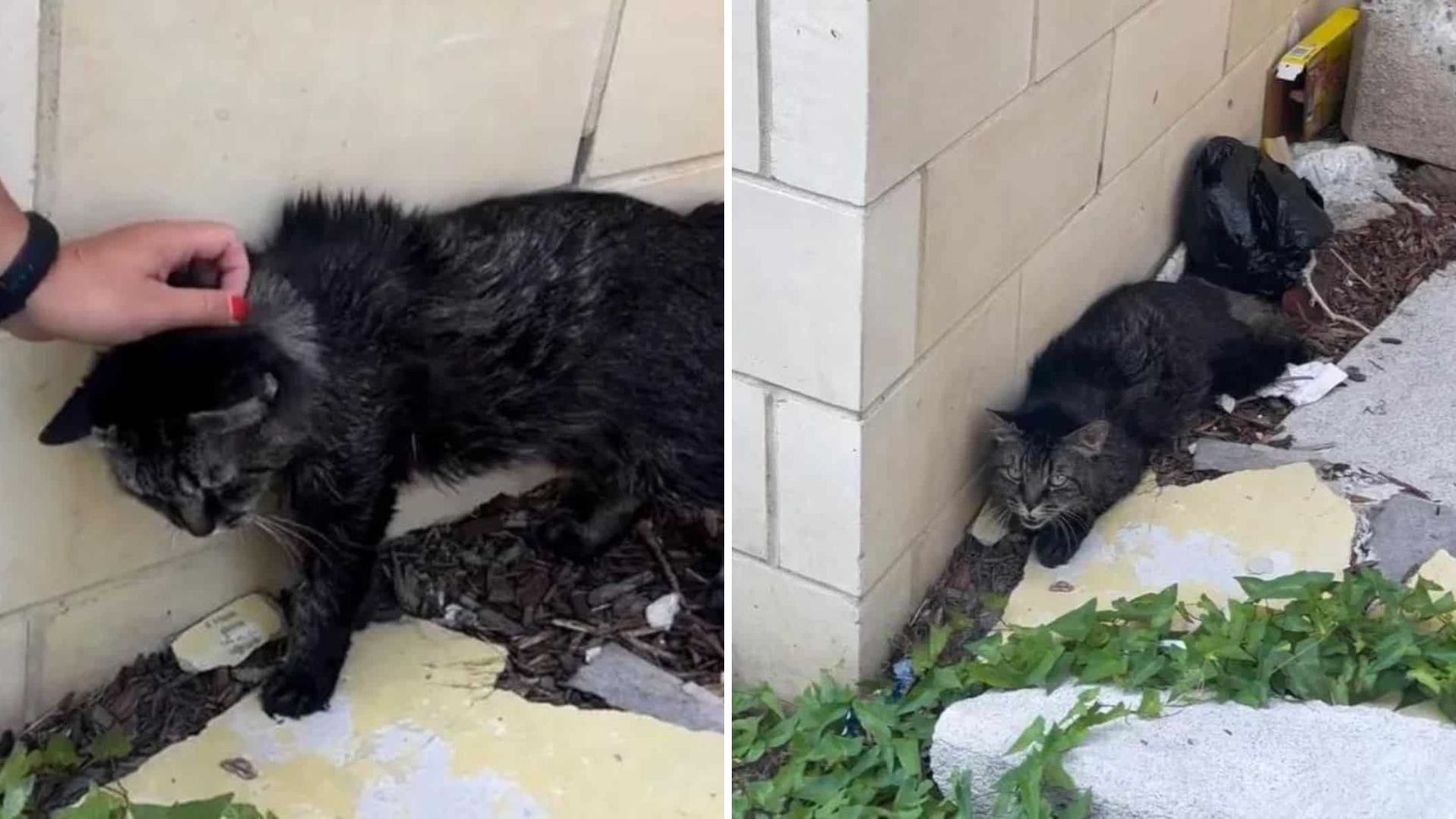 Scared Tabby Cat Found Outside A New York Building Waiting For Someone To Care