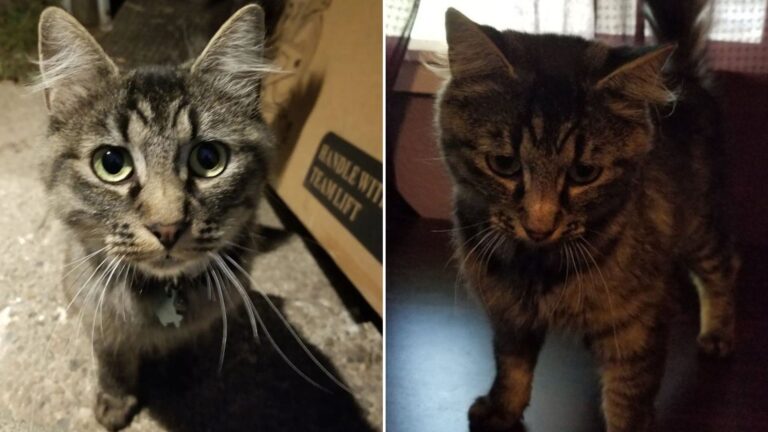 cat refuses to leave strangers home