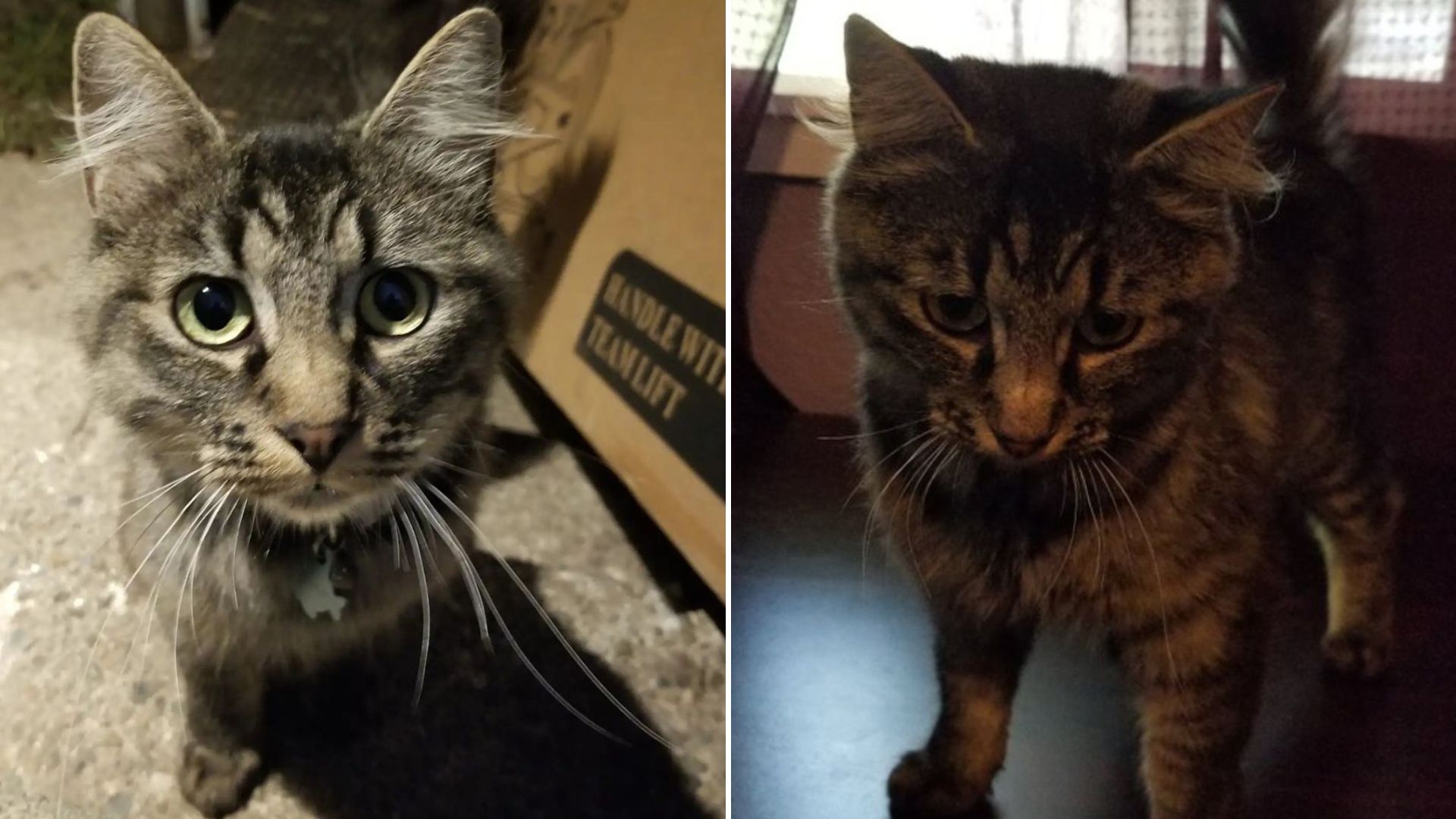 cat refuses to leave strangers home