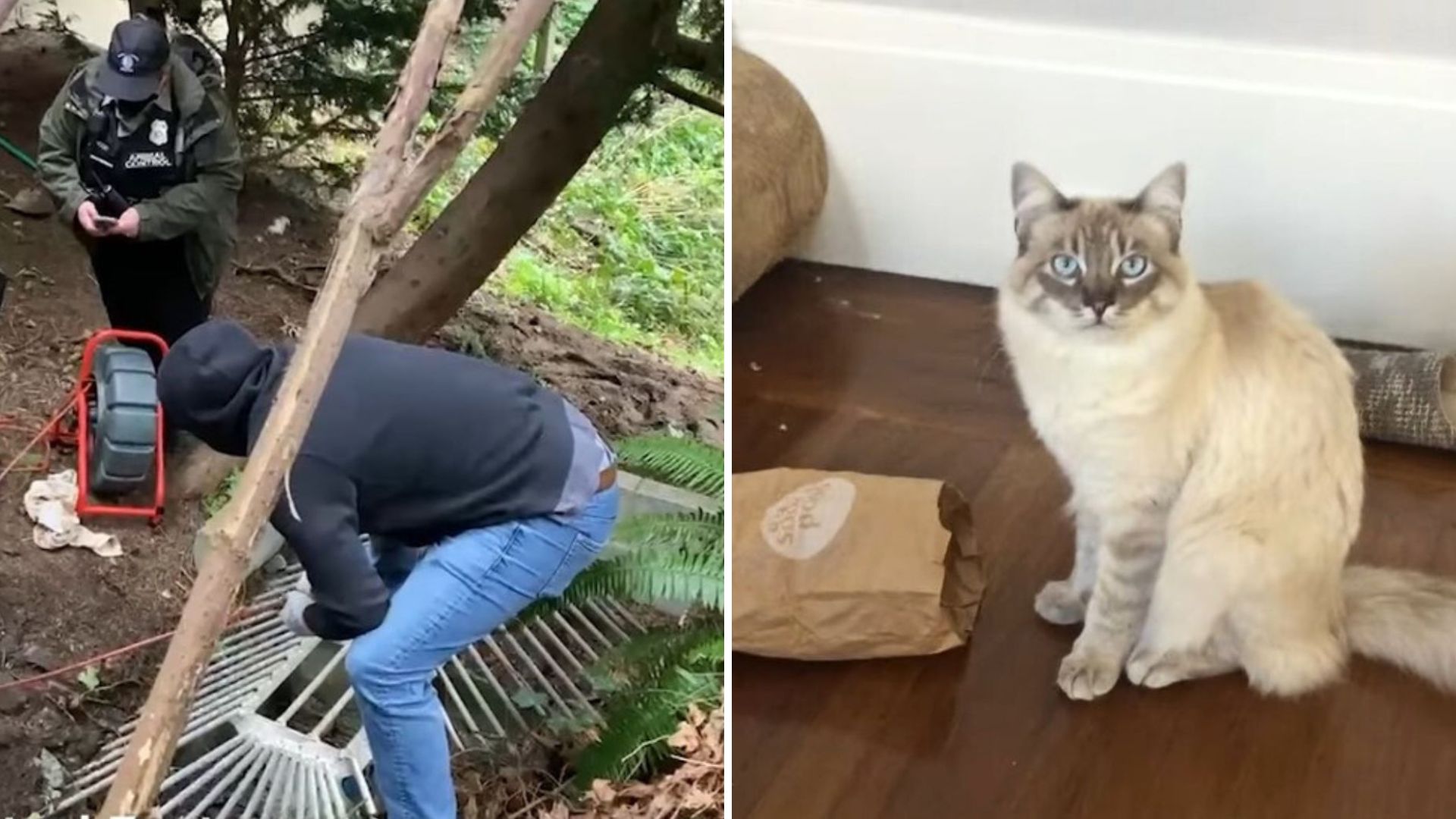seattle cat struggling to survive