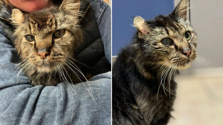 senior stray cat