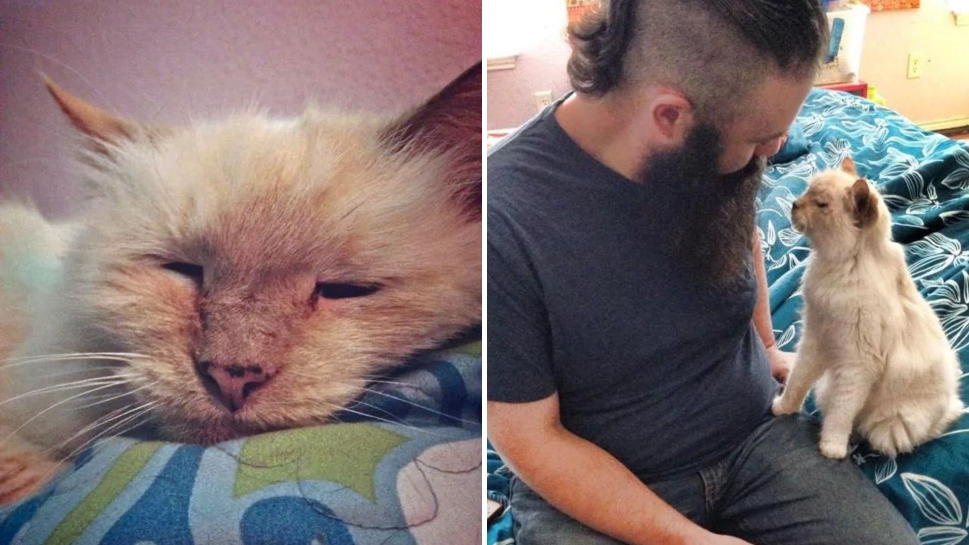 Senior Cat Left Behind After Owner_s Passing Gets A Second Chance With A Texas Family