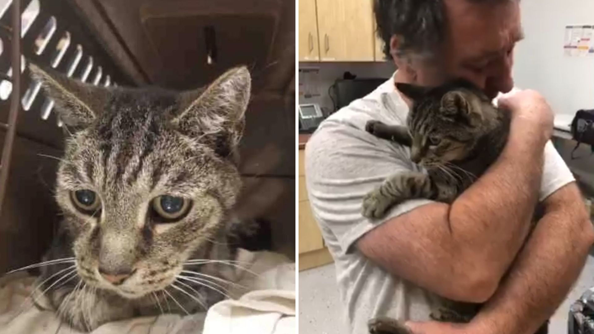 sad missing cat