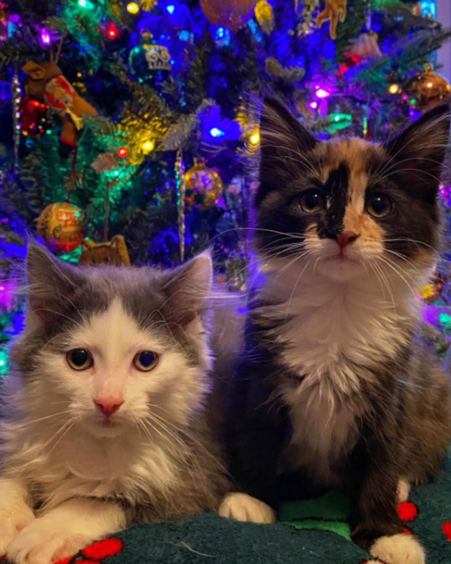 Shaggy cats under the Christmas tree
