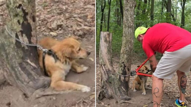dog tied to a tree