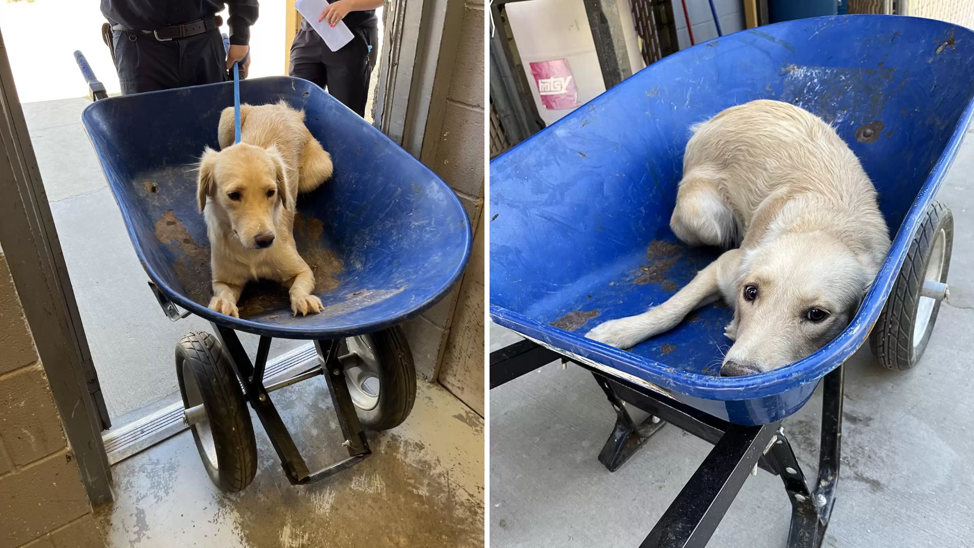 Shelter Dog In Texas Found In A Wheelbarrow, Moments Away From Being Put Down