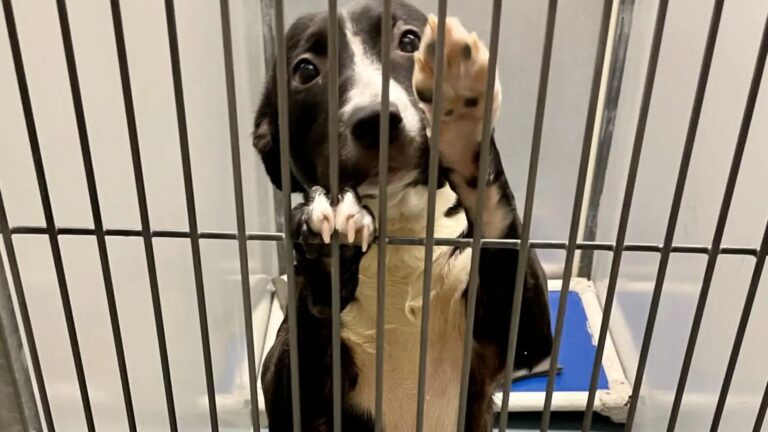 shelter dog