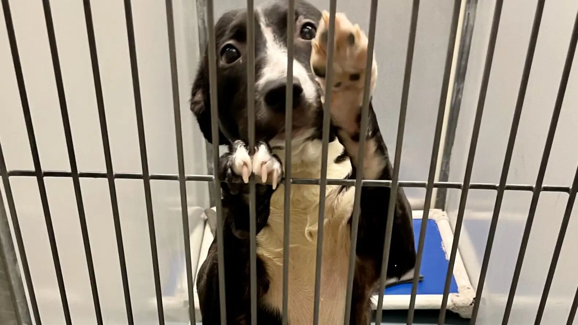 shelter dog