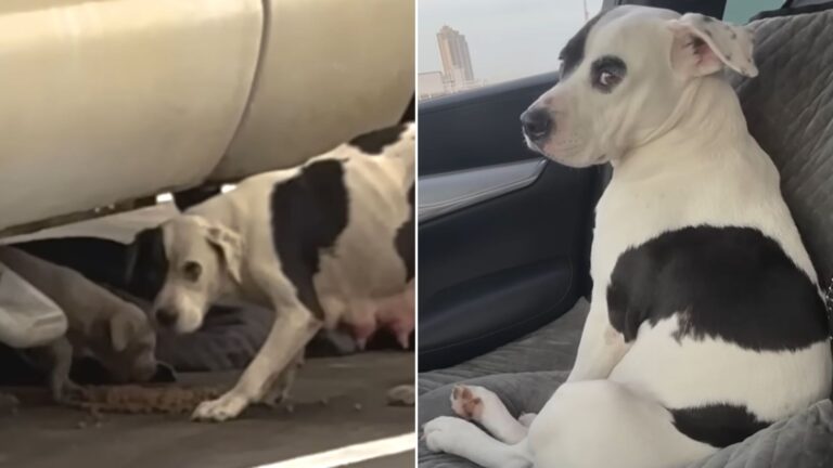 Shivering Dog At Houston Warehouse Reveals A Heartwarming Surprise