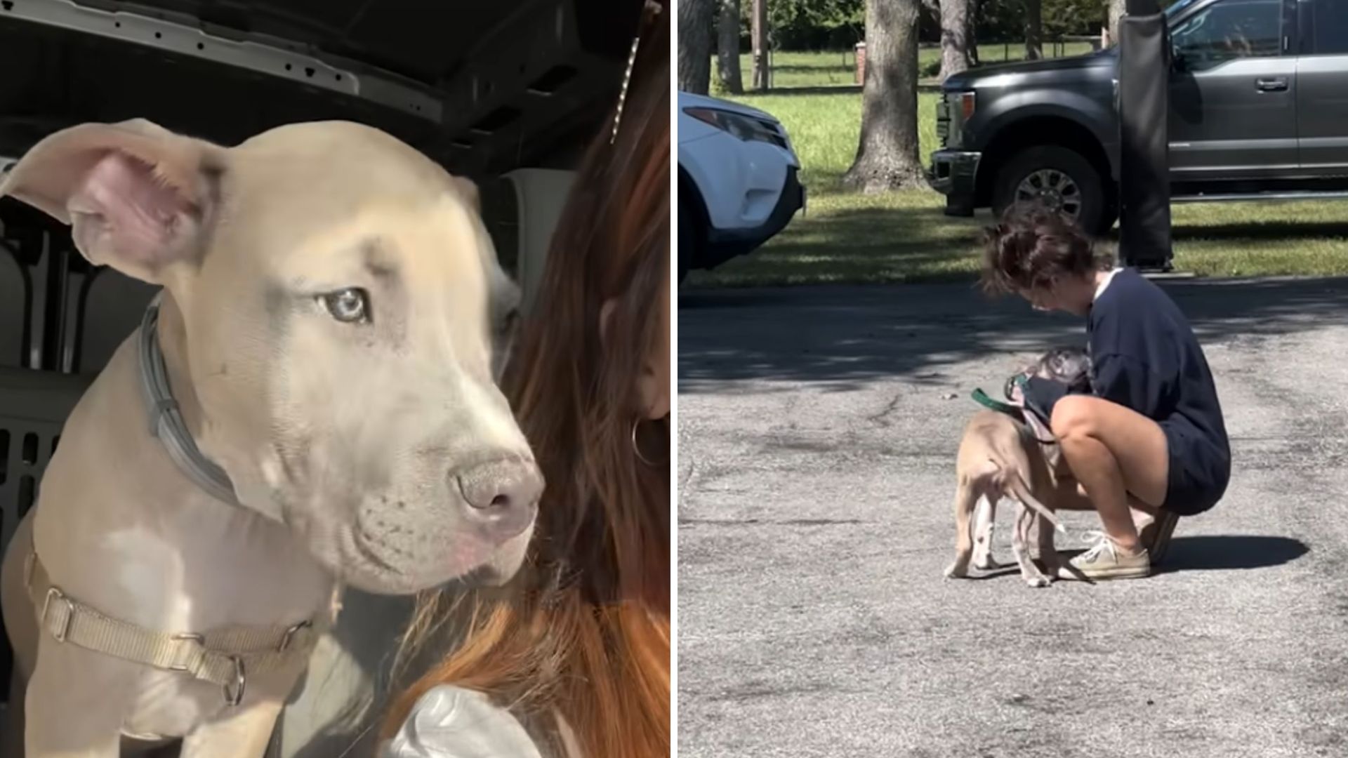 Shocking Discovery In Missouri As Woman Finds Dog Left Alone On Highway