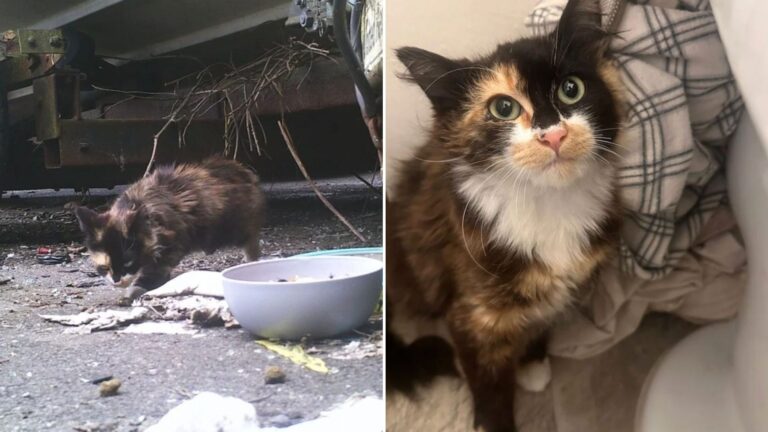 Shy Kitten Rescued From Parking